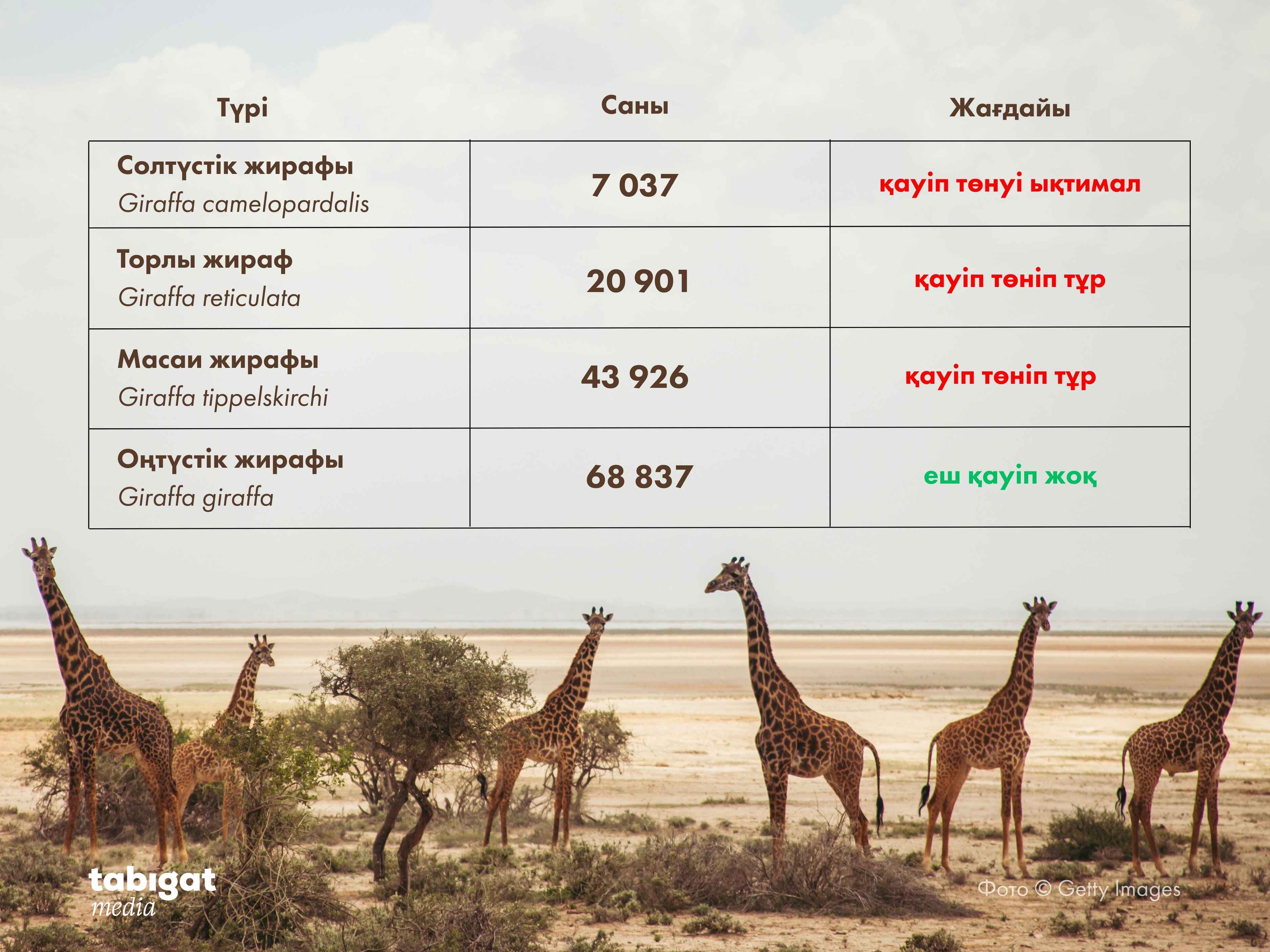 Трусикиде тіземде